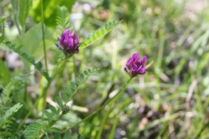 Oxytropis Halleri1